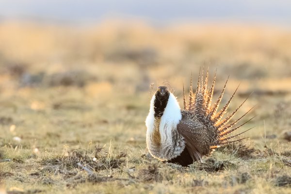 Greater Sage-Grouse