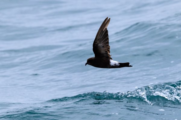 Wilson's Storm-Petrel