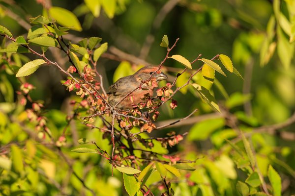 House Finch