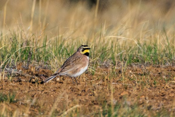 Horned Lark