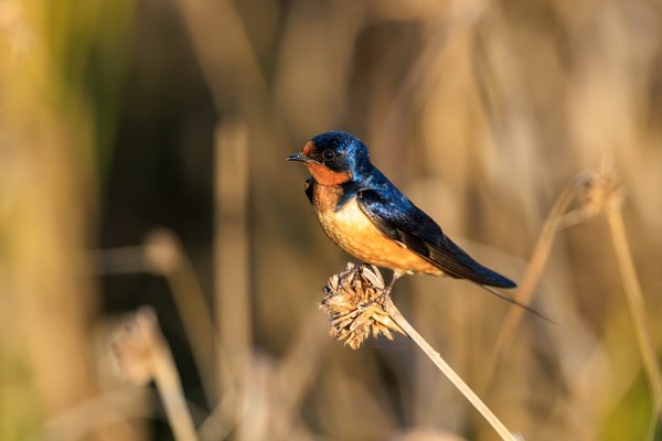 Barn Swallow
