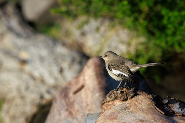 Northern Mockingbird