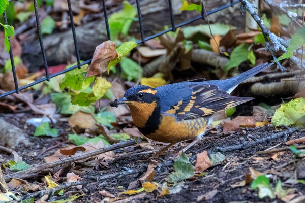Varied Thrush