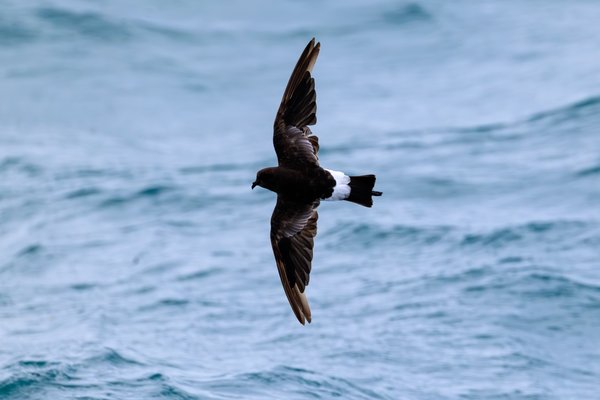 Wilson's Storm-Petrel