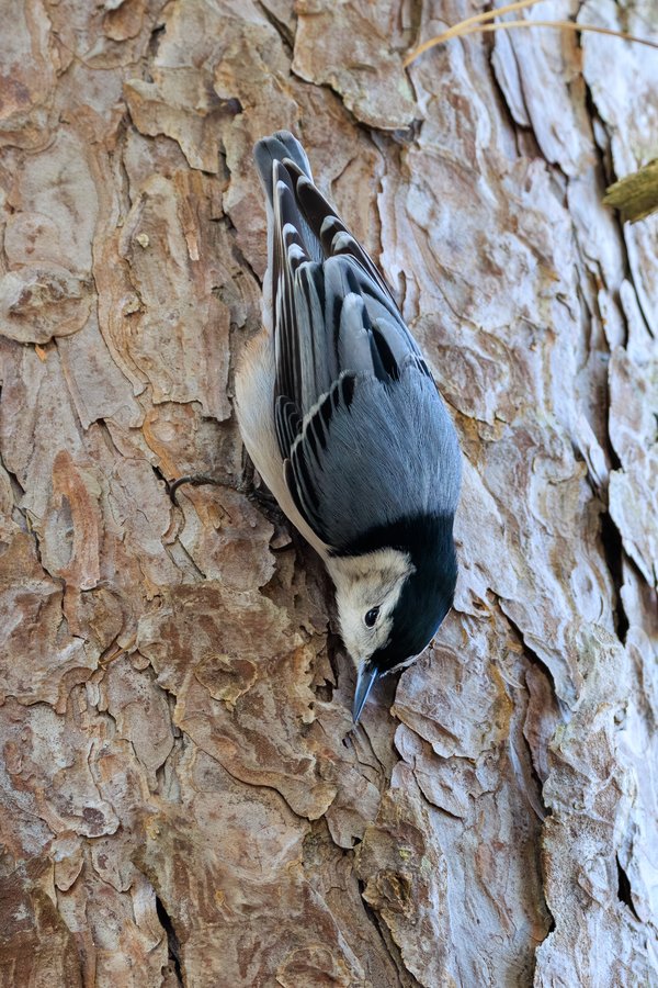 White-breasted Nuthatch