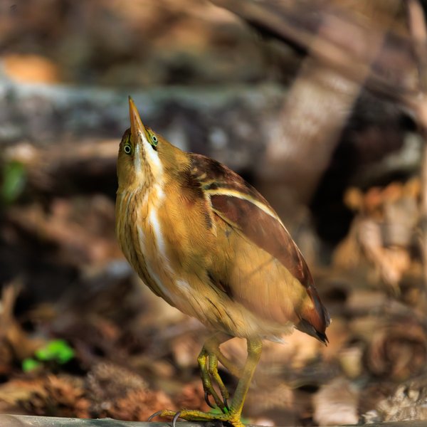 Least Bittern