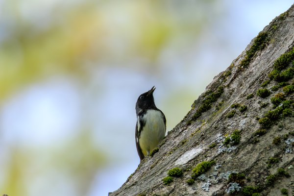 Black-throated Blue Warbler