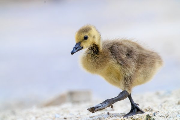 Canada Goose