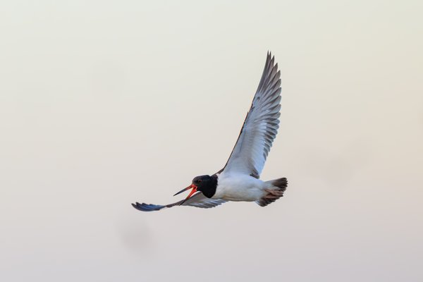 American Oystercatcher