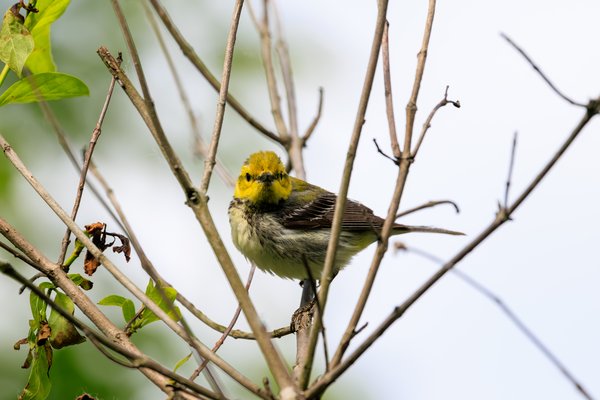 Black-throated Green Warbler