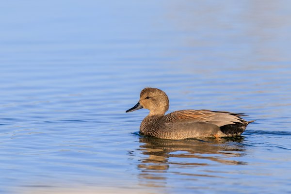 Gadwall
