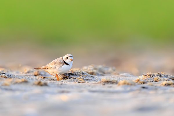 Piping Plover