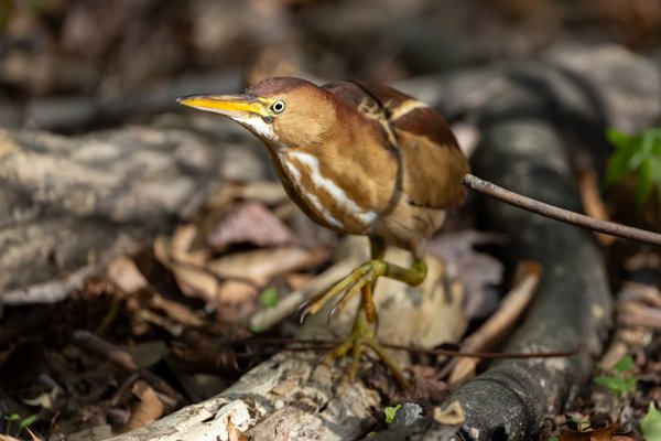 Least Bittern