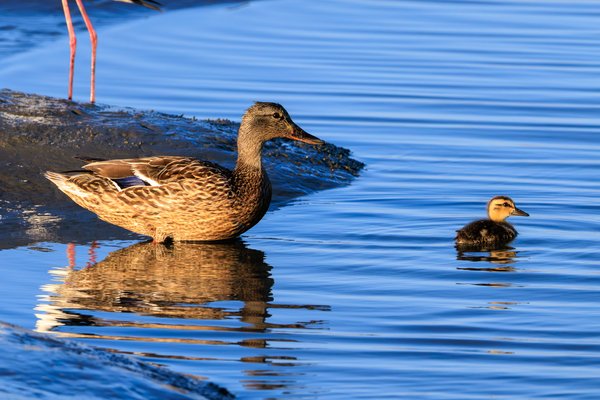 Mallard