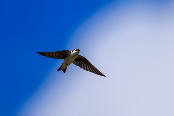 Violet-green Swallow