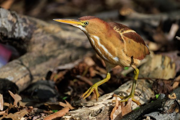 Least Bittern