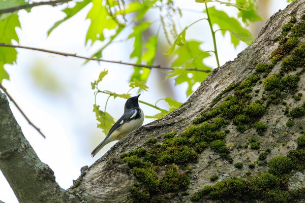 Black-throated Blue Warbler