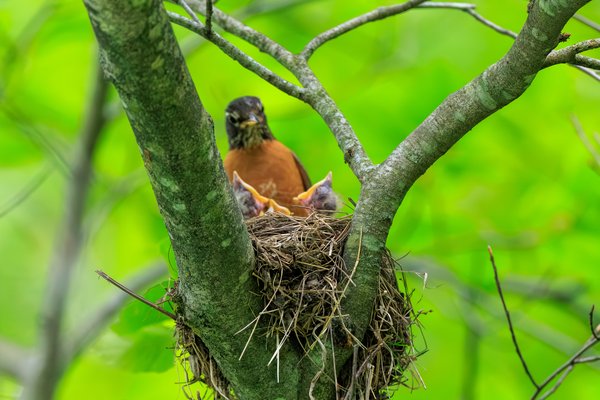 American Robin