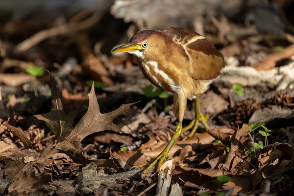 Least Bittern