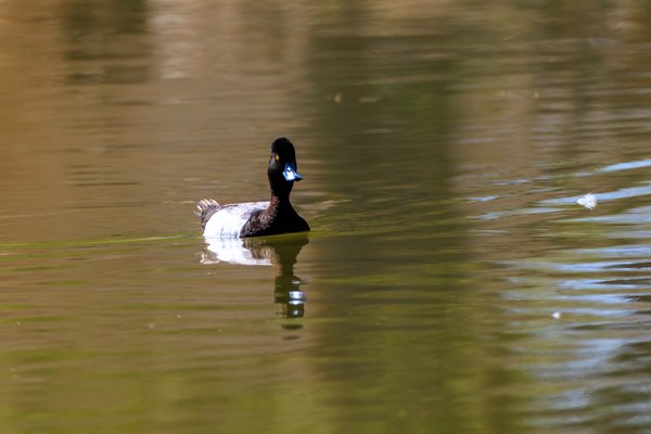 Lesser Scaup
