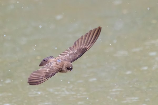 Northern Rough-winged Swallow