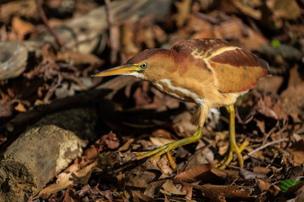 Least Bittern