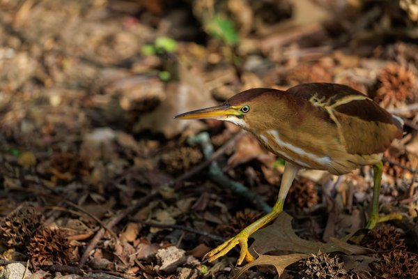 Least Bittern