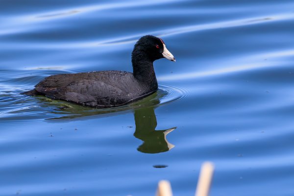 American Coot
