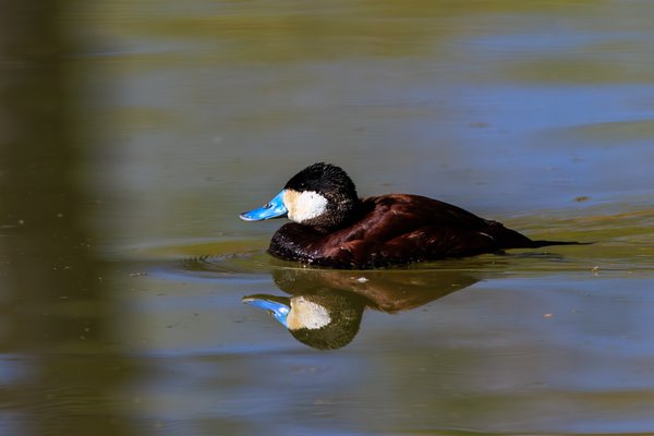 Ruddy Duck