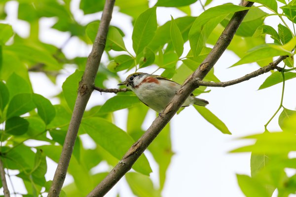 Chestnut-sided Warbler