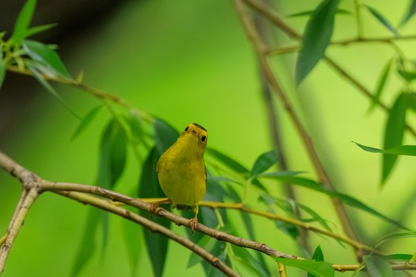 Wilson's Warbler