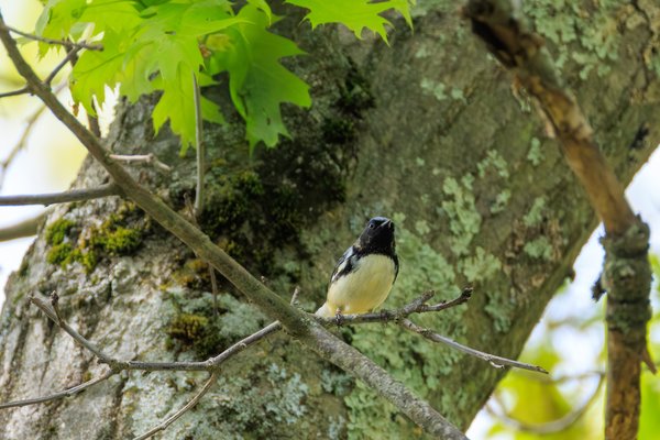 Black-throated Blue Warbler