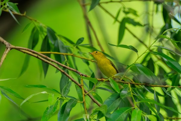 Northern Yellow Warbler