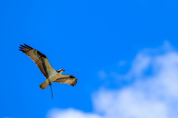 Osprey