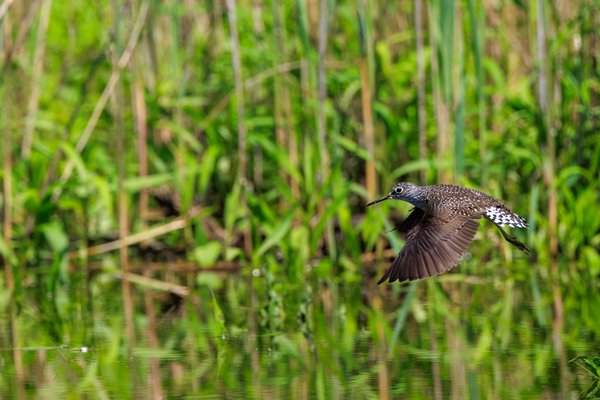 Solitary Sandpiper
