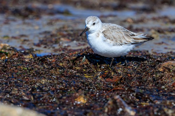 Sanderling
