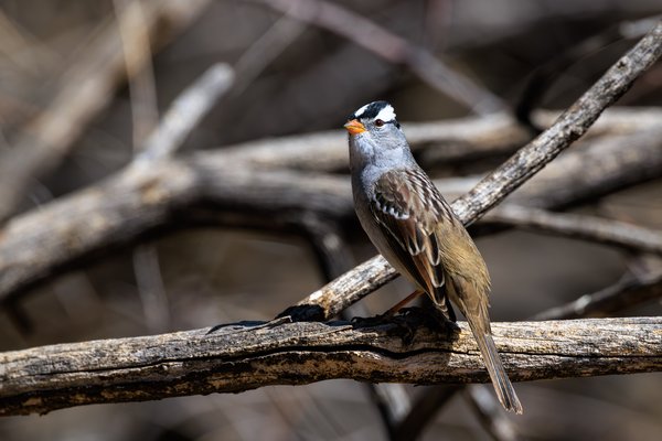 White-crowned Sparrow
