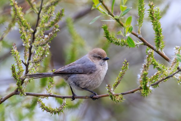Bushtit