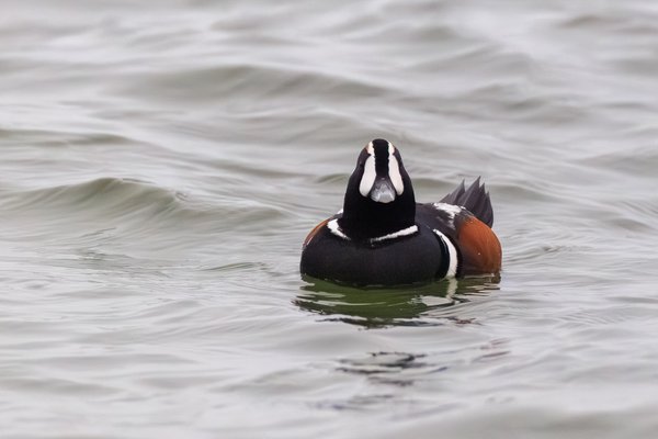 Harlequin Duck