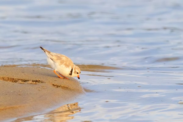 Piping Plover