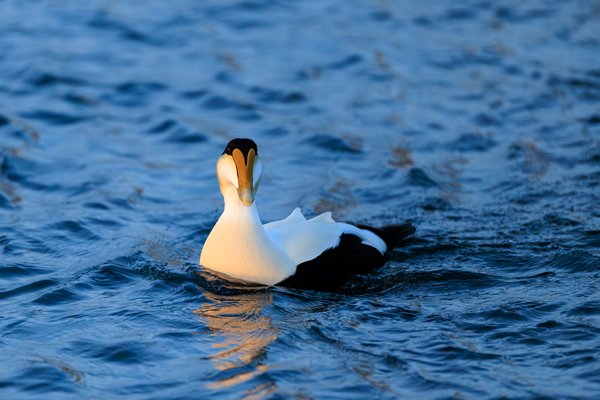 Common Eider