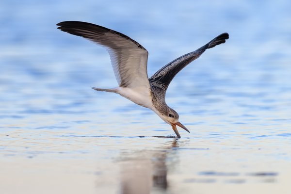 Black Skimmer