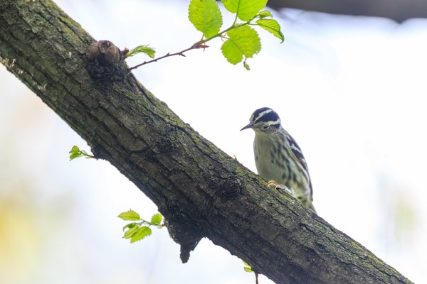 Black-and-white Warbler