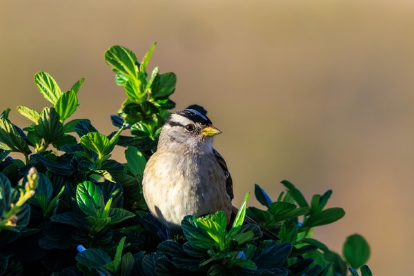 White-crowned Sparrow