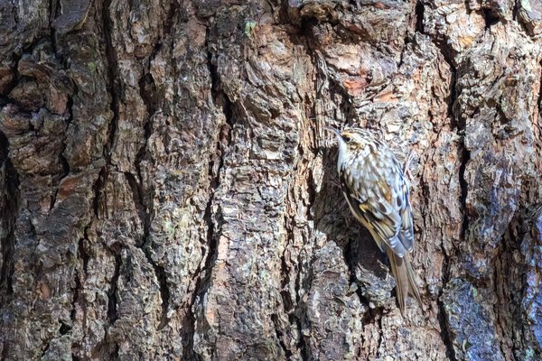 Brown Creeper