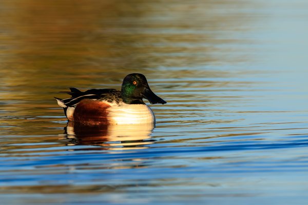 Northern Shoveler