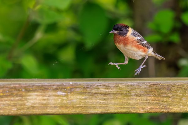 Bay-breasted Warbler