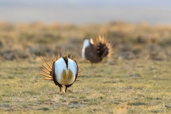 Greater Sage-Grouse
