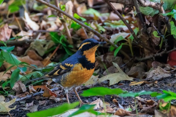 Varied Thrush