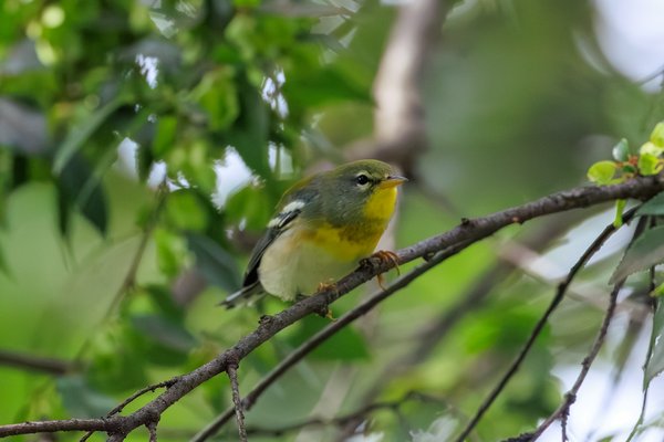 Northern Parula